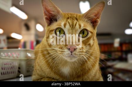 Ingwerkatze in einem Laden Stockfoto