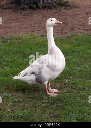 Westengland-Gans, domestizierte Greylag-Gans, Anser Anser, Anatidae. UK. Westengänse sind eine seltene Rasse mittelgroßer Gänse. Stockfoto