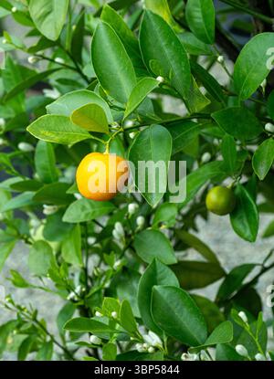 Citrofortunella microcarpa - (Syn C. mitis) Calamondin Orange Stockfoto