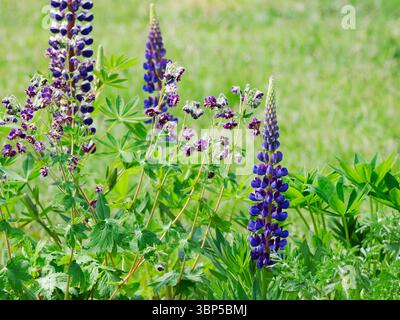Garten Lupine und Dusky Kran-Schnabel wachsen an einer Gartengrenze Stockfoto