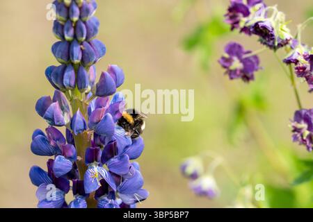 Eine Weissschwanzhummel sammelt Pollen auf einer GartenLupine Stockfoto