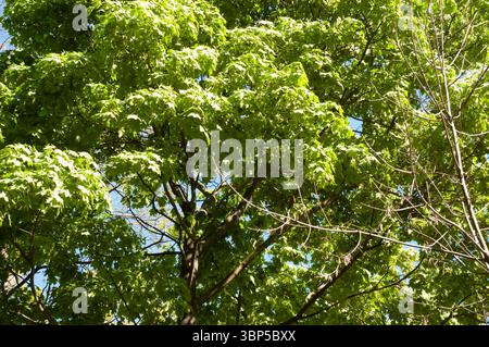 Ahornzweige mit grünen Blättern reichen an einem sonnigen Tag über den Himmel. Stockfoto