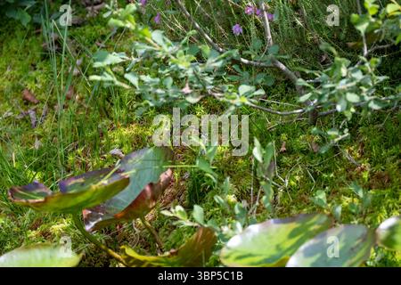 Weibliche Southern Hawker legt Eier zwischen Folien auf einer Teichseite Stockfoto