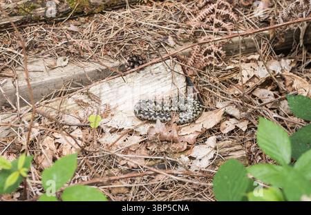 Coiled Adder (Vipera berus) sonnt sich auf Chobham Common, Surrey Stockfoto