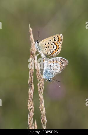 Paarung Silber-Nieten-Blau (Plebejus argus) auf Chobham Common, Surrey Stockfoto