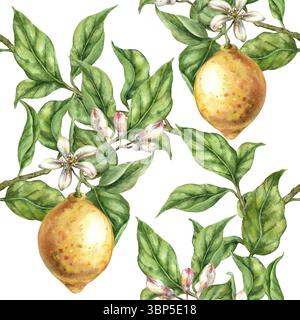 Aquarell nahtlose Hintergrund Zitronen auf einem Zweig mit Blättern und Blumen ganze Frucht auf weiß handgemachte nasse transparente strukturierte Kraft Stockfoto