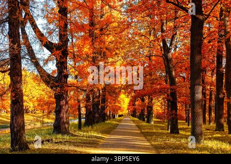 Orangefarbene Bäume, grünes Gras und rotbraune Blätter im Herbst City Park. Herbstbäume mit goldenen Blättern und Sonnenlicht. Stockfoto