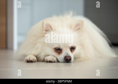 Ein flauschiger weißer Hund liegt auf einem gefliesten Boden und wirkt entspannt und schläfrig in einer komfortablen Innenumgebung mit sanfter Beleuchtung. Stockfoto