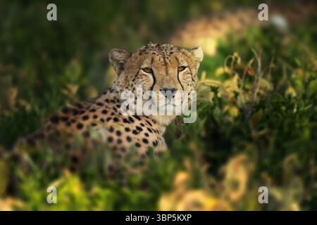 Nahaufnahme eines Gepardes, der in Afrika in der Bürste liegt Stockfoto