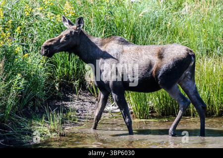 Ein Elch am Straßenrand im Waterton Lake National Park im südlichen Alberta Kanada Stockfoto