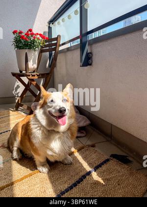 Glücklicher Corgi-Hund liegt auf einem weichen Teppich auf einem hellen Balkon, mit einem Holzstuhl und blühenden Blumen in der Nähe, was eine warme und einladende Szene schafft Stockfoto