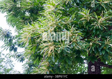 Süßkastanie (Castanea sativa), männliche Catkins in Blüte Stockfoto
