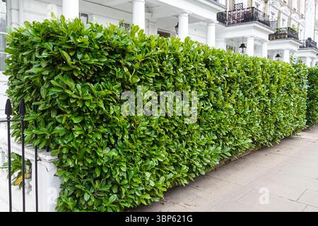 Eine getrimmte Hecke auf einer Wohnstraße in Kensington, London England Großbritannien Stockfoto