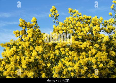 Blühende gelbe Blüten des Mimosa-Scabrella-Baumes Stockfoto