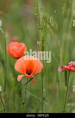 Orientalischer Mohn blüht auf dem Feld, Rosental, Bulgarien Stockfoto