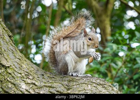 Graues Eichhörnchen auf einem Baum, das Nüsse isst Stockfoto