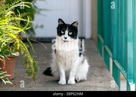 Eine schwarz-weiße Hauskatze sitzt ruhig in einem sonnendurchfluteten Eingang auf Gran Canaria, umgeben von üppigem Grün und einem schmiedeeisernen Geländer. Stockfoto
