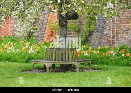 Kreisförmige Holzbank in den Gärten des Hampton Court Palace, Richmond upon Thames, London, England Großbritannien Stockfoto