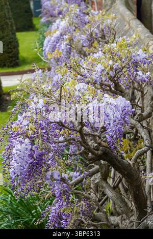 Lila Blüten der Wisteria-Pflanze blühen in einem Garten Stockfoto