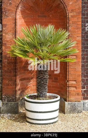Palme wächst in einem Topf im Garten Stockfoto