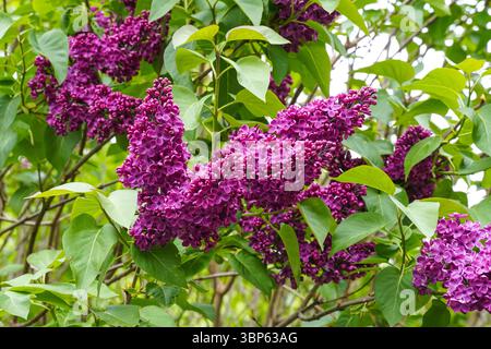 Syringa vulgaris, Souvenir de Louis Spaeth, Fliederbaum Stockfoto