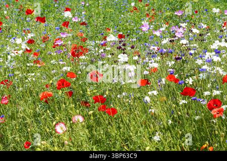 Wilder roter Mohn und Wildblumen auf der Wiese Stockfoto