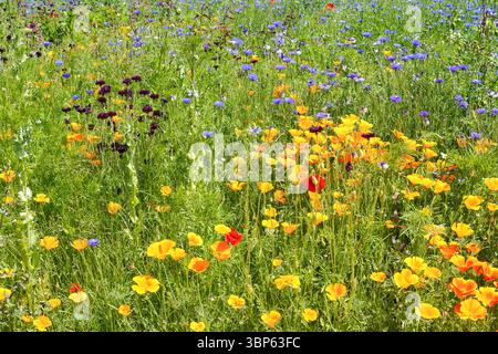 Blühende Wildblumen im Frühling auf einer grünen Wiese Stockfoto