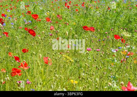 Wilder roter Mohn und Wildblumen auf der Wiese Stockfoto