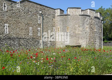 Wiese voller Wildblumen im Graben des Tower of London, London England Großbritannien Stockfoto