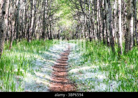 Blick auf die Weaslehead Flats und den Elbow River in Calgary Stockfoto