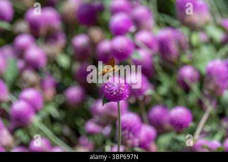 Ein feuriger Skipper Schmetterling, der auf einer rosa Blume thront Stockfoto