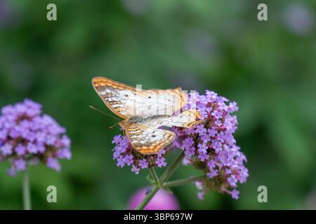 Weißer Pfauenfalter, der auf rosa Blumen ruht Stockfoto