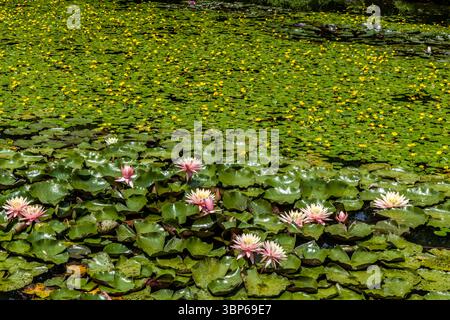 Herrliche rosa und weiße Seerosen à la Monet und leuchtend gelbe Seerosen bedecken einen Teich in der Frühlingsallee auf der Insel Mainau bei Konstanz. Diese üppige Blütenpracht zeigt die volle Entwicklung der Wasserflora in Baden-Württemberg Stockfoto