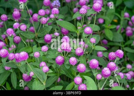 Pink Globe Amaranth Blumen wachsen in einem Blumenbeet. Geringe Schärfentiefe Stockfoto