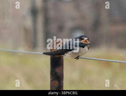 Juvenile Scheune Schwalbe (Hirundo rustica) auf einem Drahtzaun, Isle of Iona, Innere Hebriden, Schottland. Stockfoto