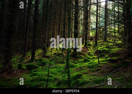 Verzauberter, moosbedeckter Wald mit Licht, das durch Bäume bricht, in Wicklow, Irland Stockfoto