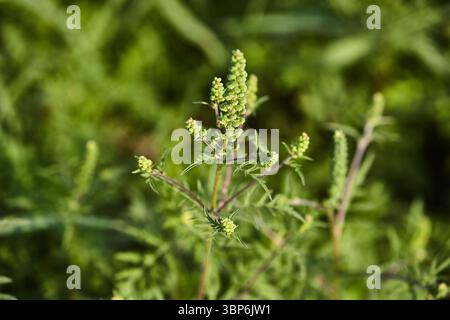 Ragweed closeup, gemeinsame Allergie Anlage Stockfoto