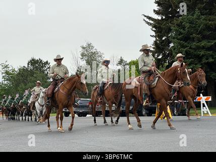 National Forest Pack Mules with Riders Walk in Cody, Wyoming, Parade am 4. Juli. Washakie Wilderness Shoshone National Forest Wapiti District Cody. Stockfoto
