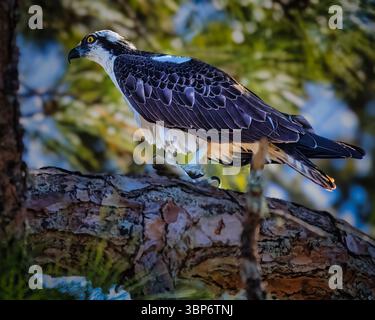 Ein Osprey steht auf einem Baumzweig. Stockfoto