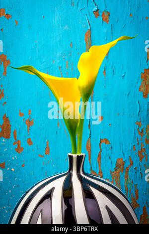 Zwei wunderschöne gelbe Calla-Lilien in Vase gegen altes verwittertes Blau abgetragenes, rissiges Holzmauerstillleben Stockfoto