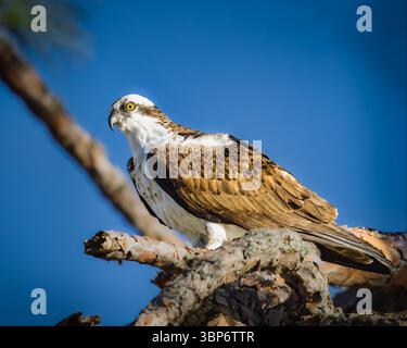 Ein Osprey steht auf einem Ast in einem Baum. Stockfoto