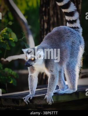 Ein Lemur steht auf einer hölzernen Plattform. Der Lemur schaut in die Kamera. Das Bild hat eine ruhige und friedliche Stimmung Stockfoto