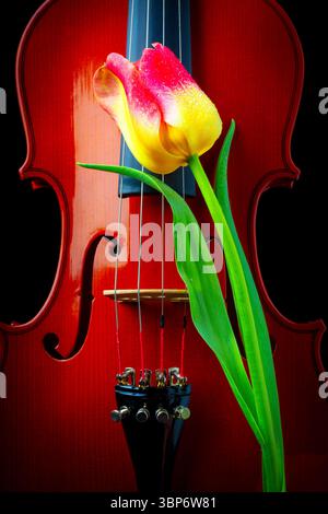 Rote Und Gelbe Tulpe Lehnt Sich Auf Violine Stockfoto