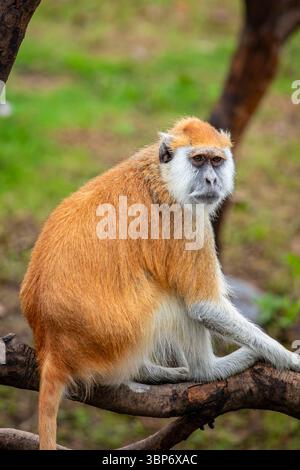 Der Common Patas Monkey ist ein schneller, bodenbewohnter Primat aus afrikanischen Savannen. Es hat rötliches Fell, einen weißen Bauch und ein schwarzes Gesicht. In Truppen leben Stockfoto