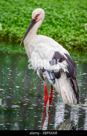 Ein orientalischer Störch steht im Teich. Der Orientalstorch (Ciconia boyciana) ist ein großer, weißer Vogel mit schwarzen Flügelfedern Stockfoto