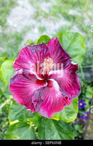 Große dunkelrote Blüte einer schwarzen Drachenart von Hibiskusblüten im Frühling im Südwesten Floridas. Stockfoto
