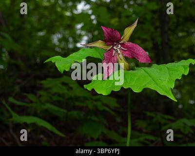 Red Trillium wächst im Wald, Quebec, Kanada Stockfoto