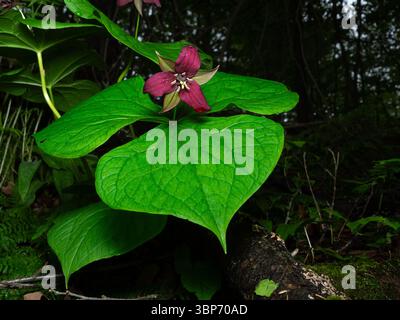 Kleines Rotes Trillium wächst im Wald, Quebec, Kanada Stockfoto