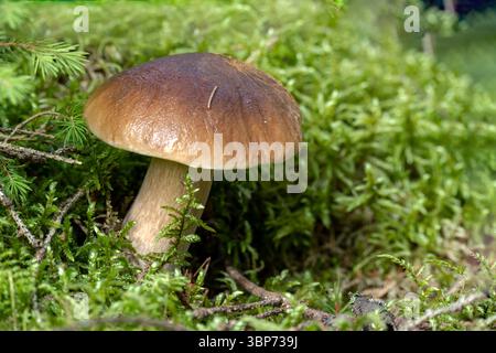 Eine Nahaufnahme eines einzelnen, köstlichen Stachelpilzes, der in einer üppig grünen Waldlandschaft wächst, umgeben von Moos und Laub. Stockfoto