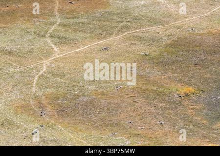 Luftaufnahme eines afrikanischen Openbill Anastomus lamelligerus, der über das Okavango-Delta in Botswana fliegt. Stockfoto